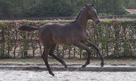 Veulenveiling Houten