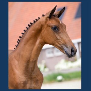 Veiling Tolbert 4 oktober
