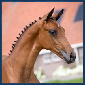 Veiling Tolbert 4 oktober