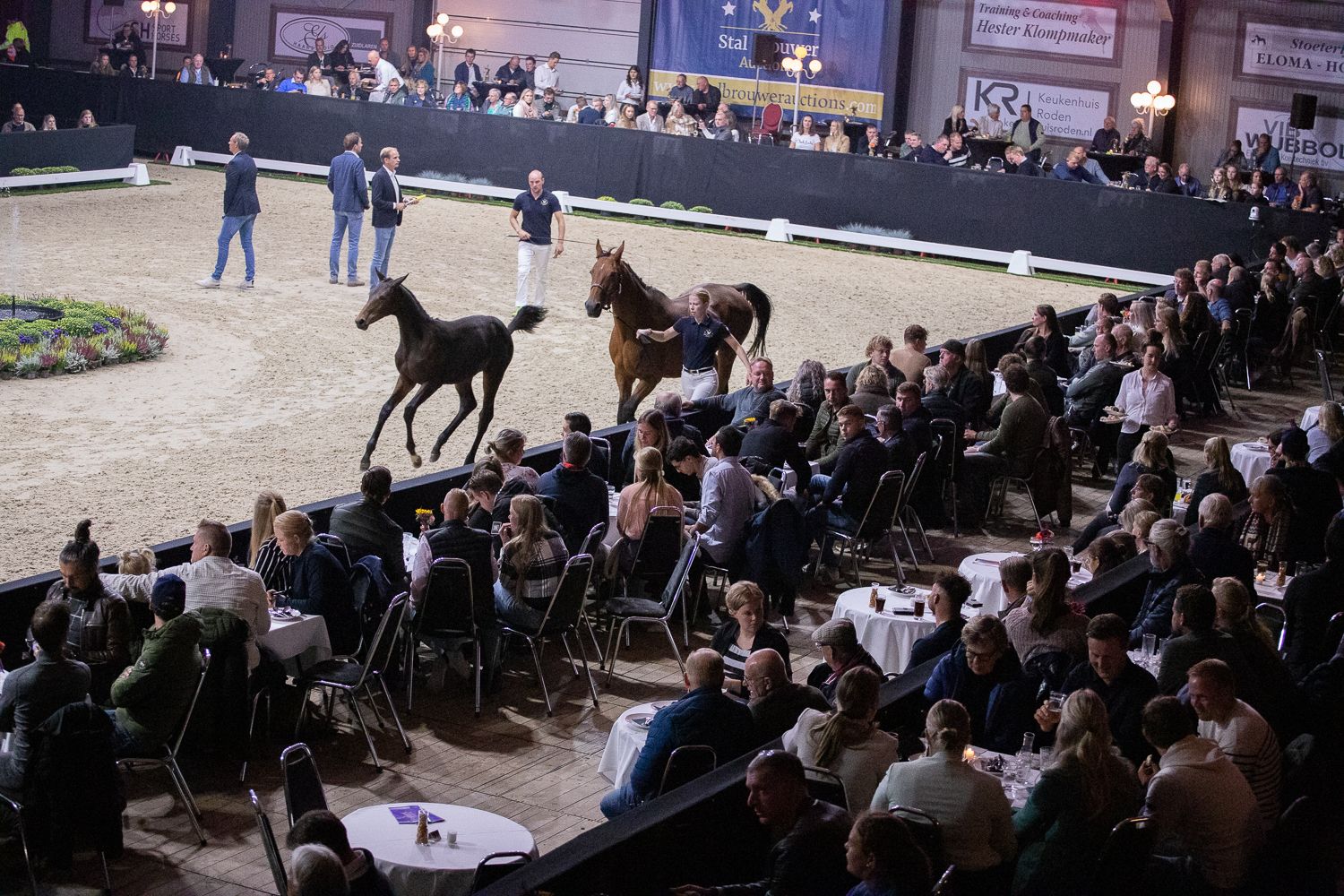 Foal auction Stal Brouwer Auctions